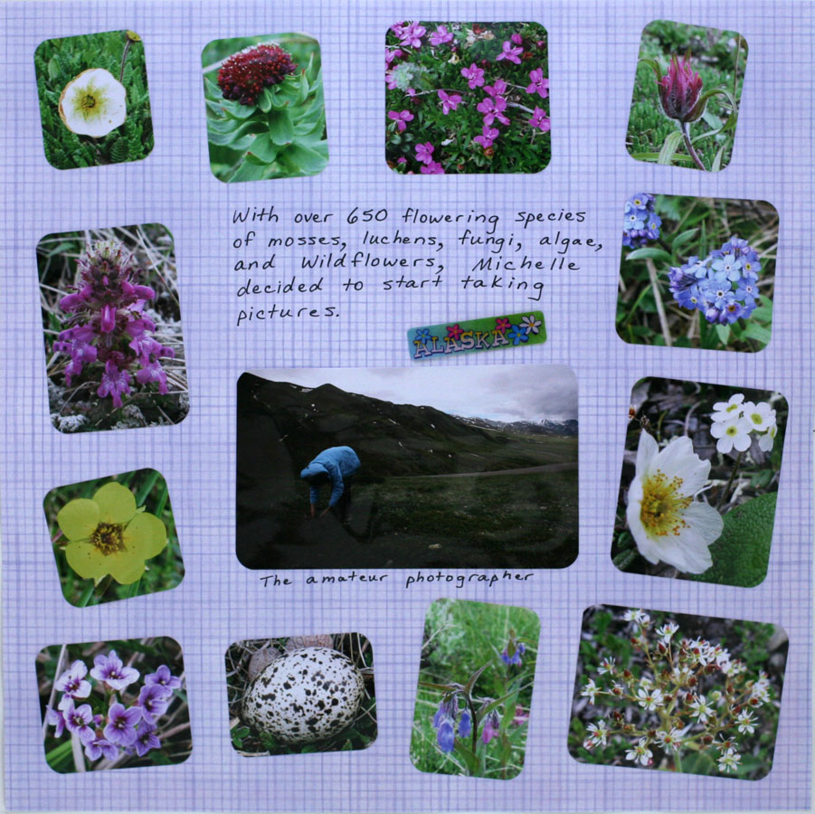 Alaskan Wildflowers 2